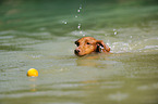 Podenco Canario im Wasser