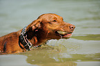 Podenco Canario im Wasser