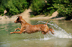 Podenco Canario im Wasser