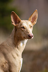 Podenco Canario Portrait