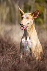 Podenco Canario Portrait