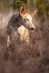 Podenco Canario Portrait