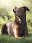 liegender Podenco Canario