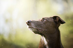 Podenco Canario Portrait