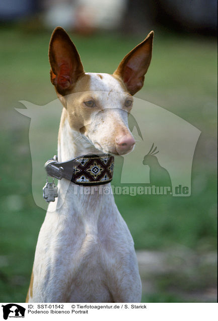 Podenco Ibicenco Portrait / SST-01542