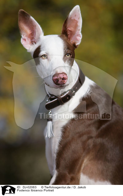 Podenco Ibicenco Portrait / DJ-02063