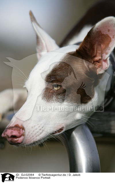 Podenco Ibicenco Portrait / DJ-02064