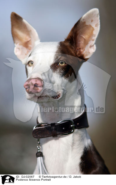 Podenco Ibicenco Portrait / DJ-02067