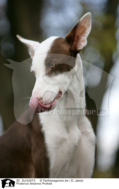 Podenco Ibicenco Portrait / Podenco Ibicenco Portrait / DJ-02073