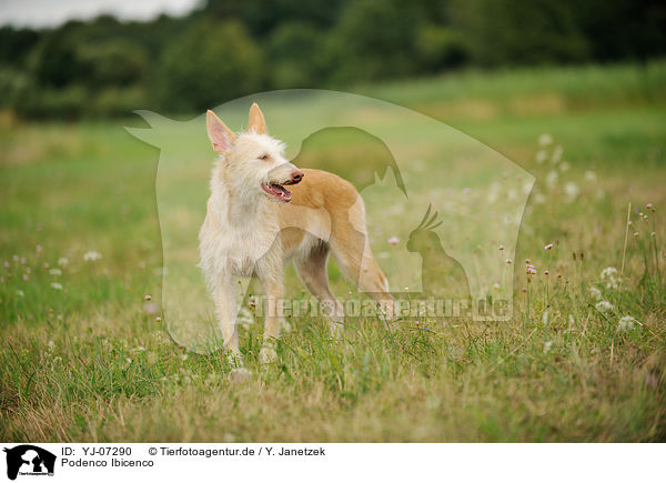 Podenco Ibicenco / YJ-07290