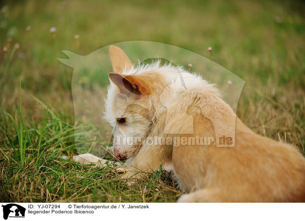 liegender Podenco Ibicenco / lying Podenco Ibicenco / YJ-07294