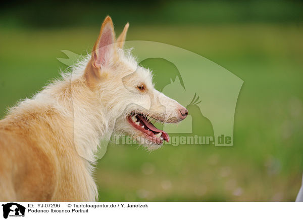 Podenco Ibicenco Portrait / YJ-07296