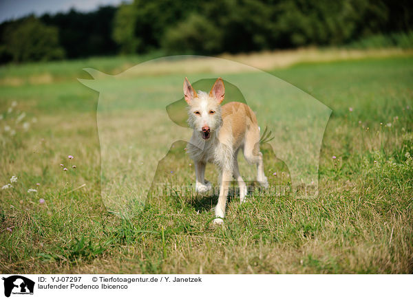 laufender Podenco Ibicenco / YJ-07297