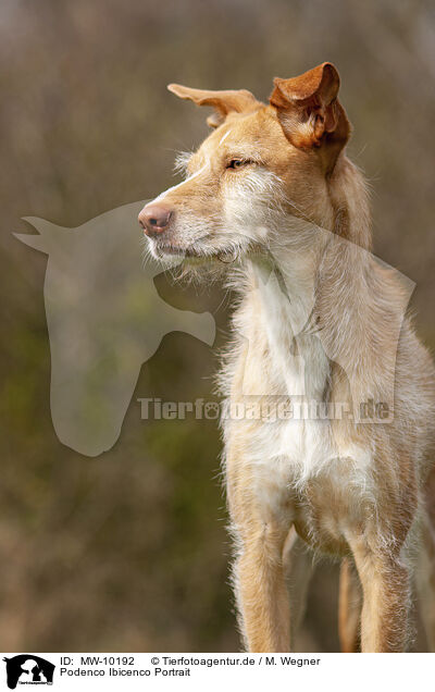 Podenco Ibicenco Portrait / MW-10192