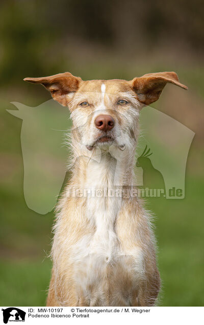 Podenco Ibicenco Portrait / Podenco Ibicenco Portrait / MW-10197