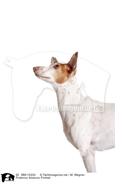 Podenco Ibicenco Portrait / Podenco Ibicenco Portrait / MW-10202