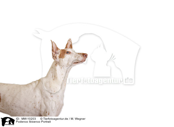 Podenco Ibicenco Portrait / MW-10203