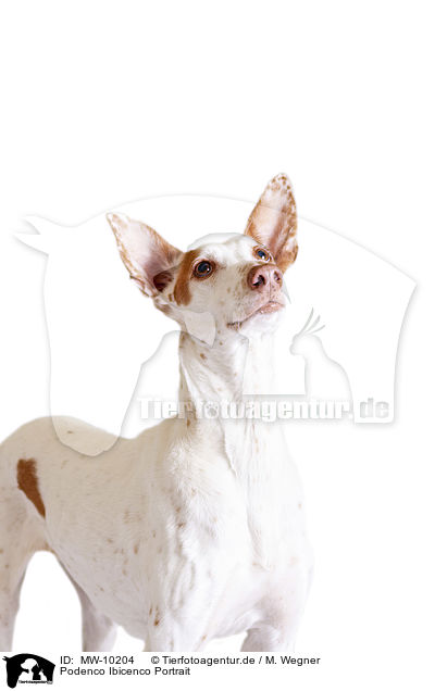 Podenco Ibicenco Portrait / MW-10204