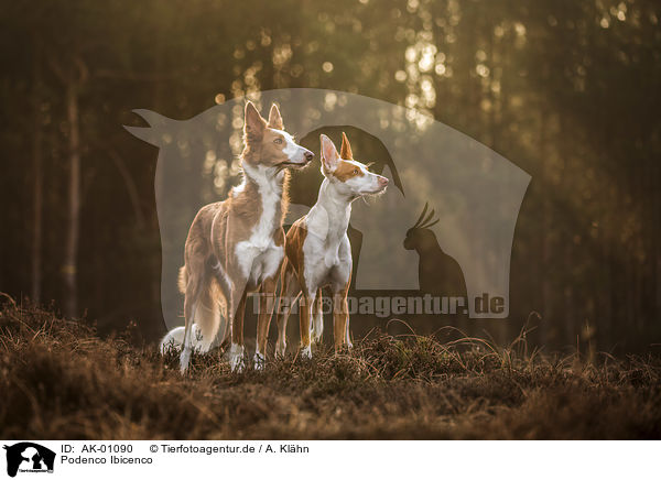 Podenco Ibicenco / Podenco Ibicenco / AK-01090