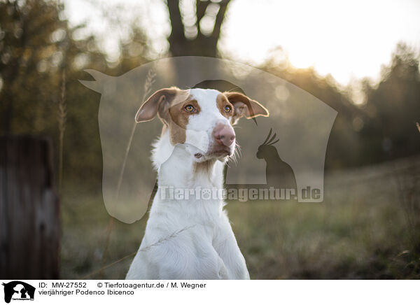 vierjhriger Podenco Ibicenco / four year old Podenco Ibicenco / MW-27552