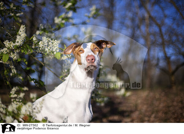 vierjhriger Podenco Ibicenco / four year old Podenco Ibicenco / MW-27562