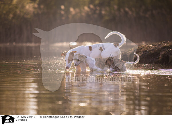 2 Hunde / 2 dogs / MW-27610