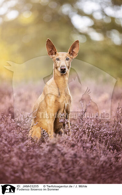 Podenco Ibicenco im Sommer / JAM-03205