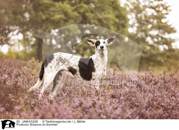 Podenco Ibicenco im Sommer / JAM-03228