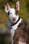 Podenco Ibicenco Portrait