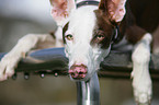 Podenco Ibicenco Portrait