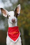 Podenco Ibicenco Portrait