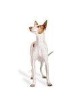 Podenco Ibicenco