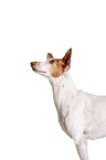 Podenco Ibicenco Portrait