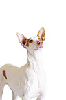 Podenco Ibicenco Portrait