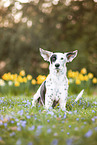 Podenco Ibicenco auf der Wiese