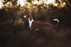 Podenco Ibicenco