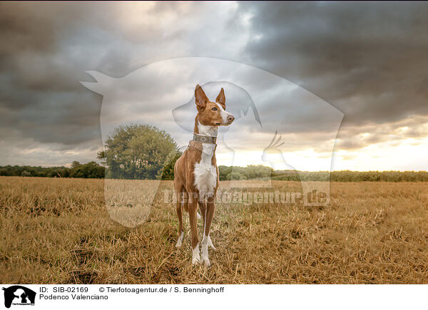 Podenco Valenciano / SIB-02169