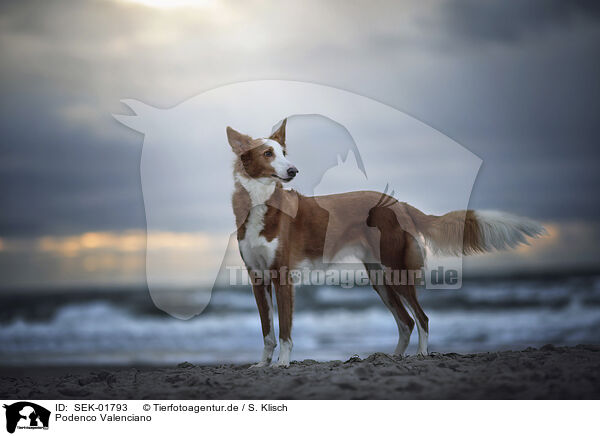 Podenco Valenciano / Podenco Valenciano / SEK-01793
