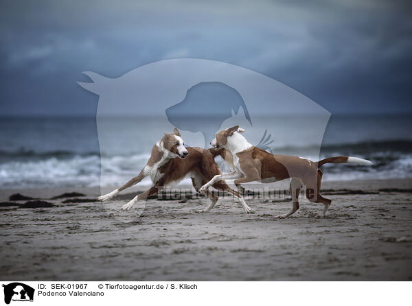 Podenco Valenciano / Podenco Valenciano / SEK-01967