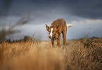 Podenco Valenciano