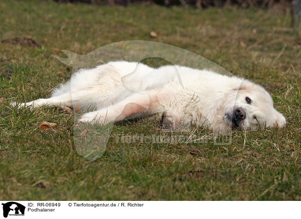 Podhalaner / Tatra Mountain Sheepdog / RR-06949