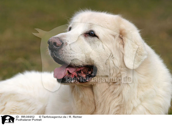 Podhalaner Portrait / Tatra Mountain Sheepdog Portrait / RR-06952