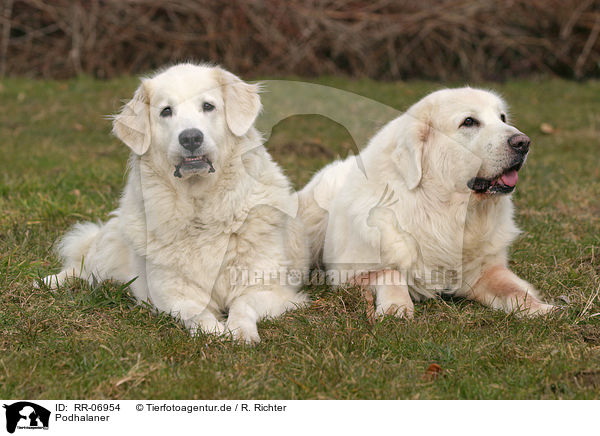 Podhalaner / Tatra Mountain Sheepdog / RR-06954