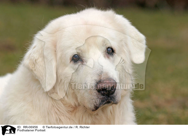 Podhalaner Portrait / Tatra Mountain Sheepdog Portrait / RR-06956