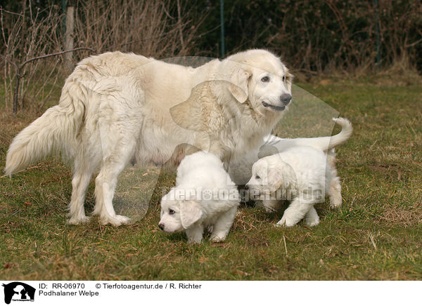 Podhalaner Welpe / RR-06970