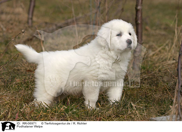 Podhalaner Welpe / Podhalaner Puppy / RR-06971