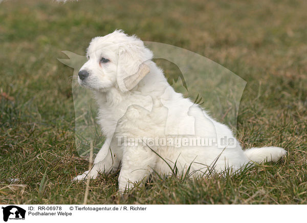 Podhalaner Welpe / Podhalaner Puppy / RR-06978