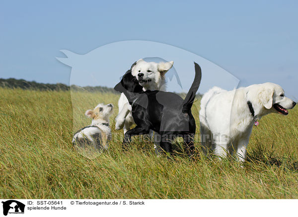 spielende Hunde / playing dogs / SST-05641