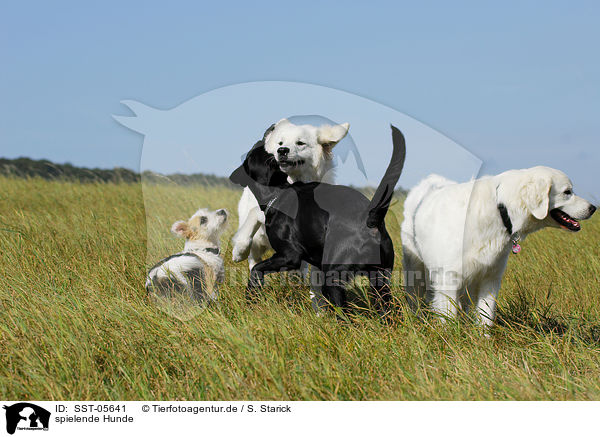 spielende Hunde / SST-05641