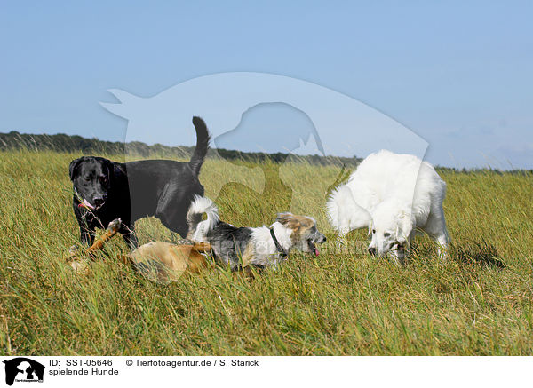 spielende Hunde / playing dogs / SST-05646